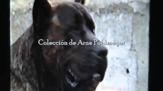 ROKOTE DEL JARDIN CANARIO late 80s Gran Canaria Dogo Canary Island Perro de Presa Canario [upl. by Ano]