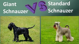 Giant Schnauzer VS Standard Schnauzer  Breed Comparison [upl. by Coralyn]