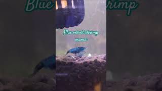 Buried Blue Velvet Shrimp shrimp neocaridinashrimp babyshrimp aquarium fishtank fishbreeding [upl. by Volkan]