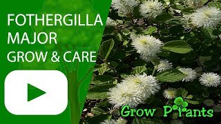 Fothergilla major  grow amp care Mountain witch alder [upl. by Atiekram]