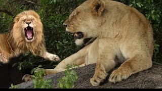 Volume up🔊Lioness growls to scare the King off  The power of a lioness lioness kingofthejungle [upl. by Kovar]