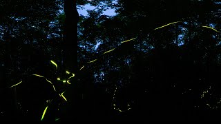 Great Smoky Mountains Synchronous Fireflies in VR [upl. by Eniale461]