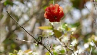 Fleurs amp Fruits  Cerisier de Cayenne ou Pitanga  Ile de Madère février 2017 [upl. by Enenaej]