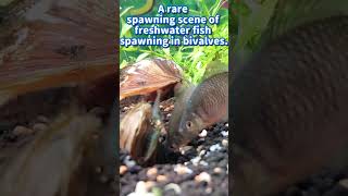 A rare freshwater fish that spawn in bivalves shorts spawning breeding [upl. by Jermaine924]