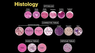 Introduction to Histology [upl. by Nniuq]