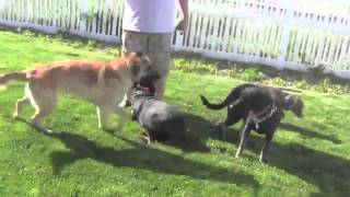 How To Fix Dog Aggression Curing Dog Aggression Training [upl. by Erbma]