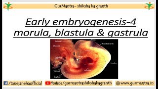 GASTRULA STAGE  IMPORTANT EVENTS IN EMBRYOGENESIS  PART4 [upl. by Yrtnahc]