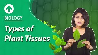 Types of Plant Tissues  Structural Organisation In Plants  Biology  Class 9 [upl. by Aicilat]