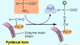 Biosynthesis Amino acids  Metabolism [upl. by Robby]