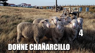 DOHNE CHAÑARCILLO  4 [upl. by Ehtyde]