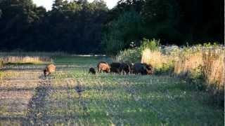 sanglier dans le colza [upl. by Yhtomot770]