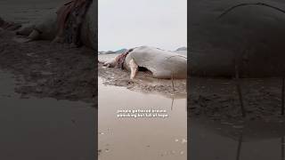 Stranded Whale [upl. by Laurene453]