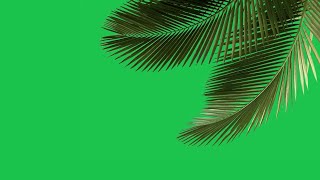 green screen tree leaves effect  palm tree animation green screen  leaves green screen effect [upl. by Baxter]