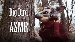 Big Bird ASMR 🕊️ [upl. by Negaet471]