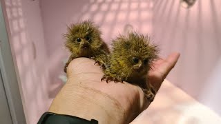 So Cutest Marmoset Monkey  Cute pygmy marmoset [upl. by Arah]