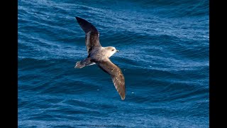 Softplumaged Petrel seen on the Flock to Marion 2022 [upl. by Suu]