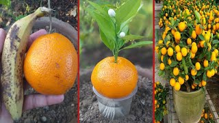 Easy way to grow orange trees with orange and banana  100 success with banana [upl. by Netsrejk]