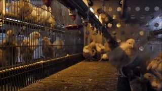 Pullet rearing 20 Train them like a pro [upl. by Gahl938]