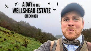 BEST PHEASANT SHOOTING ON EXMOOR  SOME OF THE HIGHEST PHEASANTS EVER  amp LOTS OF SHOOTING [upl. by Nylorahs860]