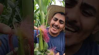 La Magia del Maíz Polinización y Crecimiento Naturalquot 🌽✨ campo plantas huerto vlog jardin [upl. by Muncey]