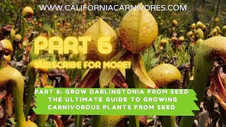 Ultimate Guide to Growing Darlingtonia Pitcher Plants from Seed [upl. by Ancilin]