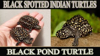 Black Spotted Indian Turtle Care Food Shelter  Black Pond Turtle  Hamilton Turtle [upl. by Alemahs631]