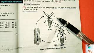 Gundhi Bug life cycle in hindi  Rice Bug  Leptocorisa Varicornis [upl. by Leitao]