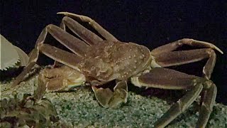 ズワイガニ Snow crab Chionoecetes opilio [upl. by Harmaning803]