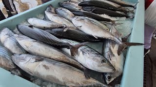 Marseille marché aux poissons tous les dimanches à Marseille venez choisir 👍👌💝 [upl. by Nathanael880]