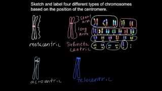 What different types of chromosomes exist [upl. by Ilrahc]