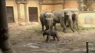 Elefantenbaby Geburt  Elephant Baby Birth [upl. by Rik]