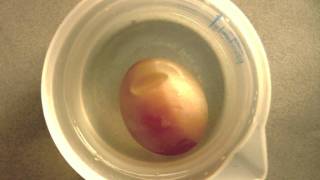 Osmosis demonstration with a raw egg [upl. by Abehs]