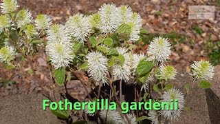 Fothergilla gardenii Growing Guide Witch Alder by GardenersHQ [upl. by Peterson260]