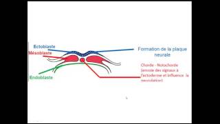 FMPM MOOCs  Quatrème semaine du développement embryonnaire  Pr A Fakhri [upl. by Lizzie]