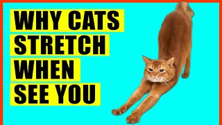 Why Cats Stretch When They See You [upl. by Ellerey]