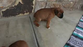 Boxer Puppies For Sale [upl. by Jaylene]