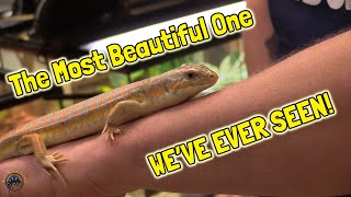 The Most Beautiful Schneiders Skink Weve Ever Seen  And More Awesome New Animals amp Fish [upl. by Wj155]