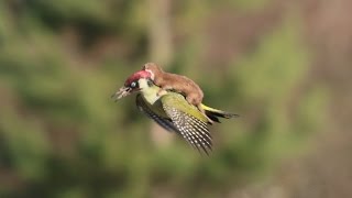 ЛАСКА ЛЕТИТ ВЕРХОМ НА ДЯТЛЕ Woodpecker and Weasel [upl. by Phillipp]