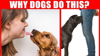 40 Strange Dog Behaviors Explained Dog Body Language JawDropping Facts about Dogs [upl. by Feriga]