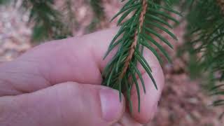 How to Identify Spruce Trees [upl. by Blodgett]