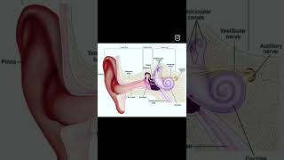 Human ear  diagram  medical neet human shortvideo viral [upl. by Dnomder]