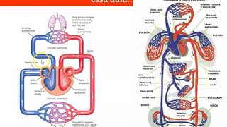 Ciclo cardíaco  parte 1 [upl. by Howland]