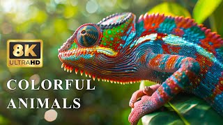 The Beauty of Animals in 8K HDR  Collection of Chameleon  Bird Sound [upl. by Feeney897]