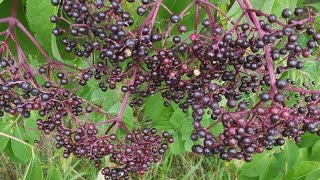 Fresh Elderberry Syrup  Homesteading Ways [upl. by Elletnuahc96]