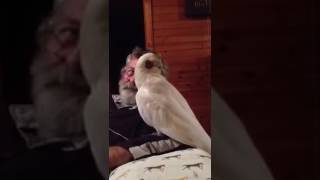 Eric the Cockatoo is a fin Legend [upl. by Remled]