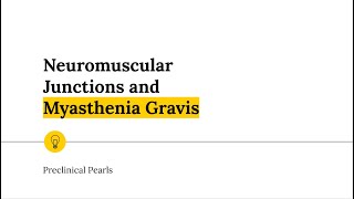 Neuromuscular Junctions and Myasthenia Gravis [upl. by Bravin104]