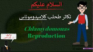 Reproduction of Chlamydomonas تكاثر طحلب كلاميدوموناس [upl. by Hailahk262]