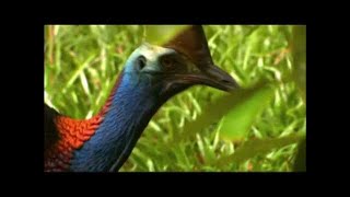 Australia Extrema Espectacular documental en HD [upl. by Arehsat27]