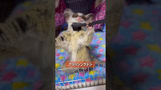 Bushbaby ドット上手にできまシュshots ブッシュベイビー おさるさん bushbaby ショウガラゴ [upl. by Drusus]