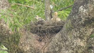 सेताे गिद्धकाे माउँ र बँचेरा गुडँमा Egyptian Vulture adult and chick in nest [upl. by Archibold307]